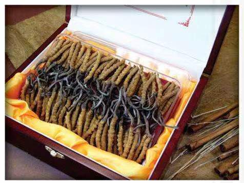 晋宁冬虫夏草回收